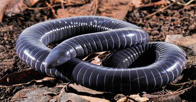 Phát hiện bất ngờ: Tuyến trong miệng caecilian hé lộ khả năng ‘nọc độc’ nguyên thủy