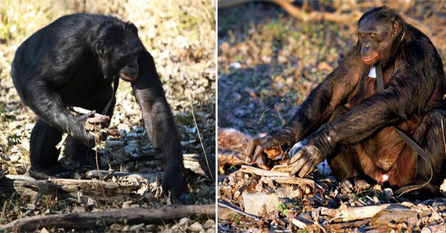 Kanzi và khả năng phi thường của một bonobo: lửa, ngôn ngữ và công nghệ
